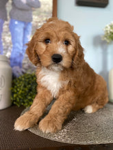 Load image into Gallery viewer, Mini Goldendoodle Girl - $1500
