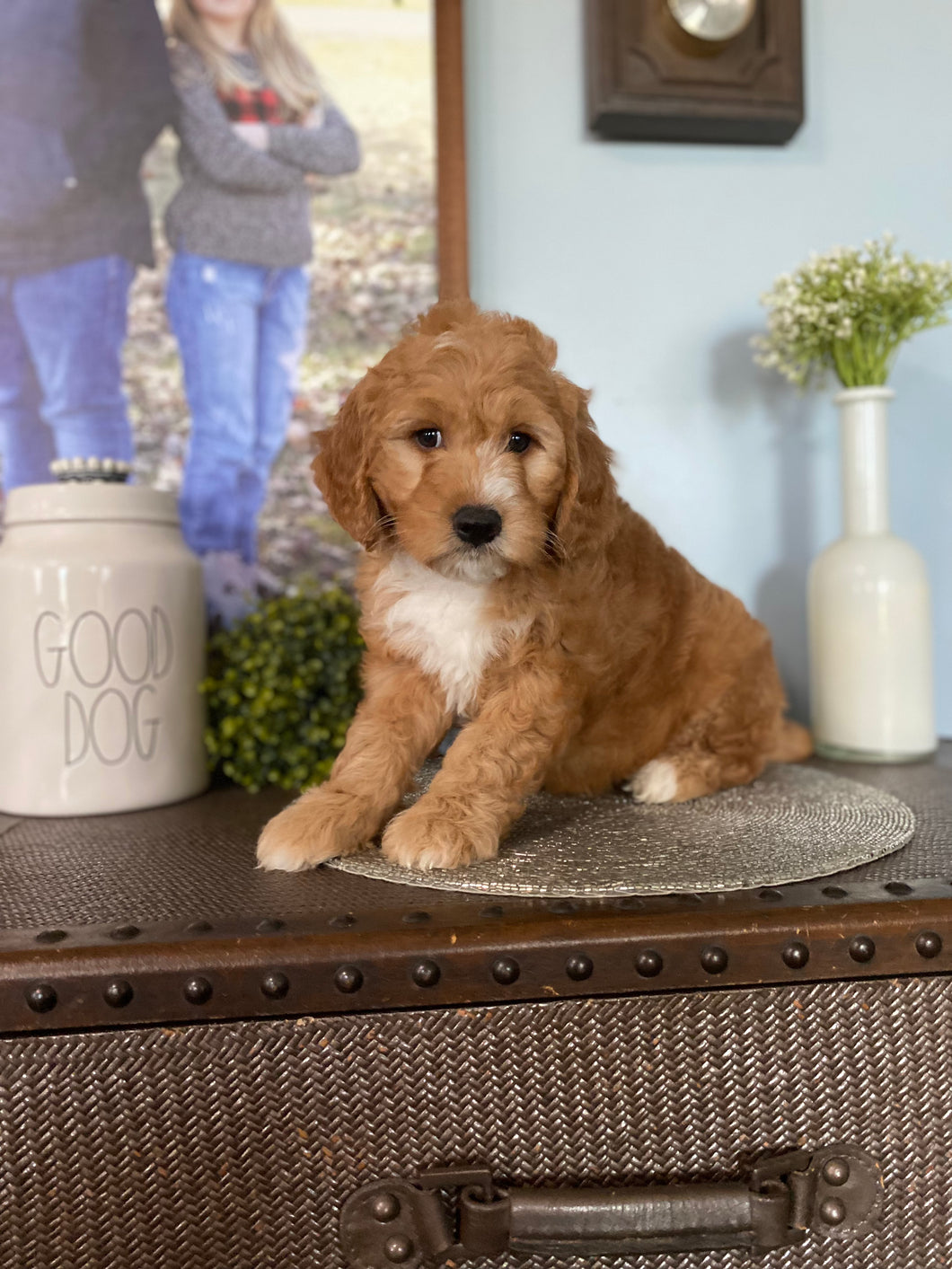 Mini Goldendoodle Girl - $1500